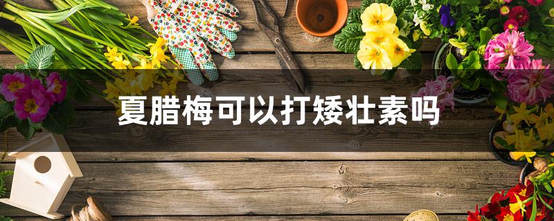 夏腊梅可以打矮壮素吗 夏腊梅可以打矮壮素吗