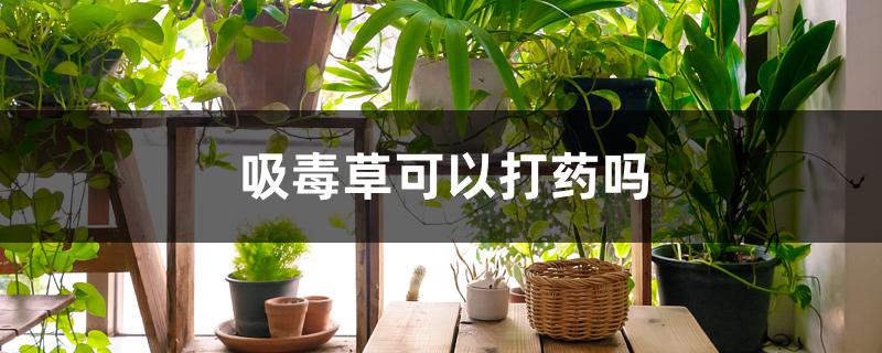 吸毒草可以打药吗 吸毒草可以打药吗