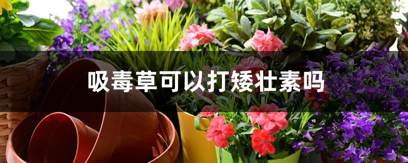 吸毒草可以打矮壮素吗 吸毒草可以打矮壮素吗