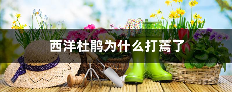 西洋杜鹃为什么打蔫了 西洋杜鹃为什么打蔫了