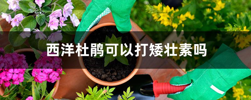 西洋杜鹃可以打矮壮素吗 西洋杜鹃可以打矮壮素吗