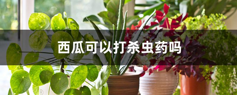 西瓜可以打杀虫药吗 西瓜可以打杀虫药吗