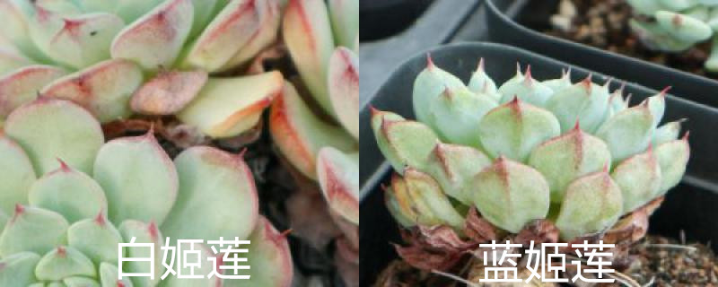 白姬莲和蓝姬莲的区别，怎么养护