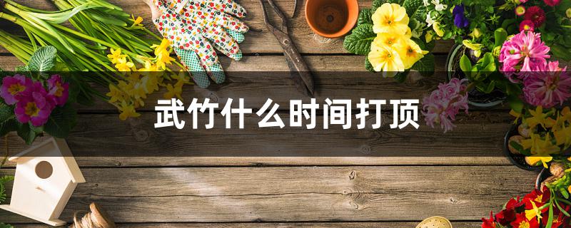 武竹什么时间打顶 武竹什么时间打顶