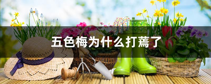 五色梅为什么打蔫了 五色梅为什么打蔫了