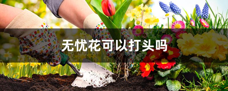 无忧花可以打头吗 无忧花可以打头吗