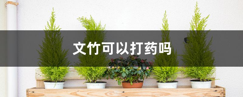 文竹可以打药吗 文竹可以打药吗