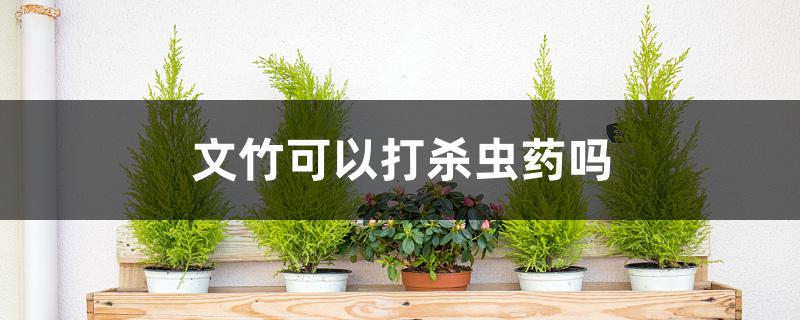 文竹可以打杀虫药吗 文竹可以打杀虫药吗