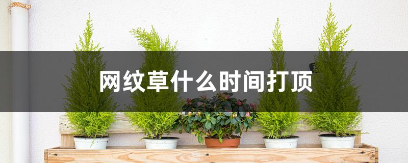 网纹草什么时间打顶 网纹草什么时间打顶