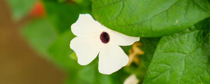 翼叶山牵牛花养殖方法,有毒吗 翼叶山牵牛花养殖方法,有毒吗