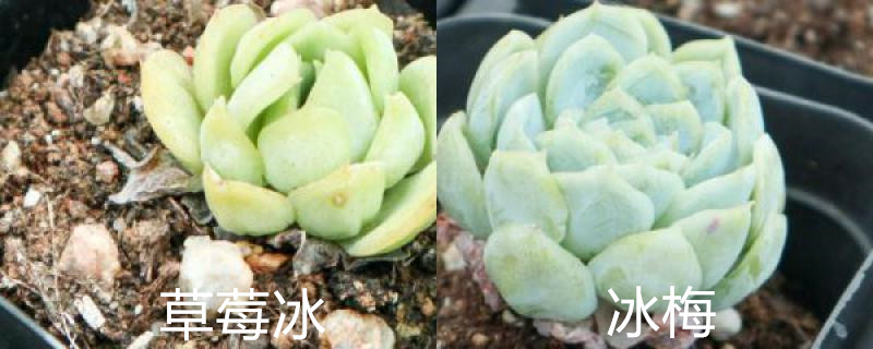 草莓冰和冰梅有啥区别,怎么养护 草莓冰和冰梅有啥区别,怎么养护