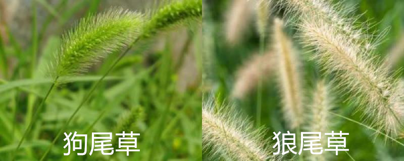 狗尾草和狼尾草的区别,怎么种植 狗尾草和狼尾草的区别,怎么种植