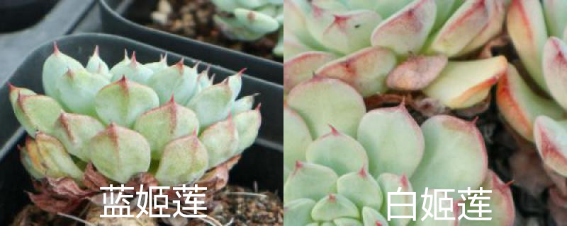 蓝姬莲和白姬莲的区别,好养吗 蓝姬莲和白姬莲的区别,好养吗