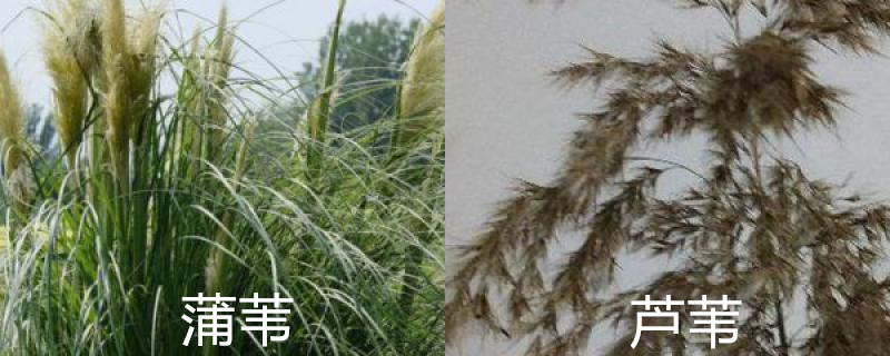 蒲苇和芦苇的区别,有什么寓意 蒲苇和芦苇的区别,有什么寓意