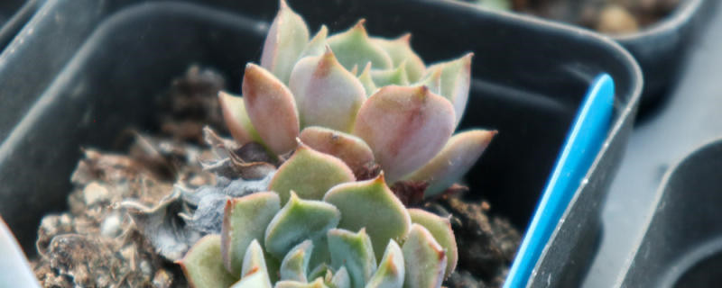 棕玫瑰多肉植物怎么养,好出状态吗 棕玫瑰多肉植物怎么养,好出状态吗
