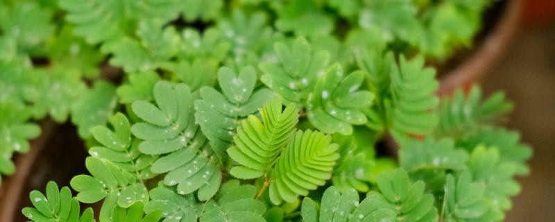 含羞草开花后怎么办,开花后会结籽吗 含羞草开花后怎么办,开花后会结籽吗