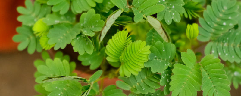 含羞草怎么种植和养护,怎么繁殖 含羞草怎么种植和养护,怎么繁殖