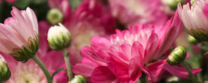 菊花开花前后如何管理,怎么施肥 菊花开花前后如何管理,怎么施肥