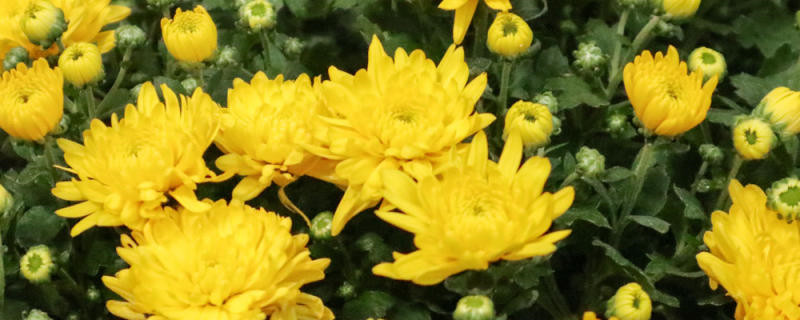 菊花老桩开完花怎么处理,开过花后还能活吗 菊花老桩开完花怎么处理,开过花后还能活吗