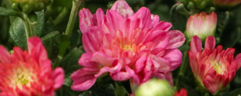 菊花老桩是怎么培育的,能长成老桩吗 菊花老桩是怎么培育的,能长成老桩吗