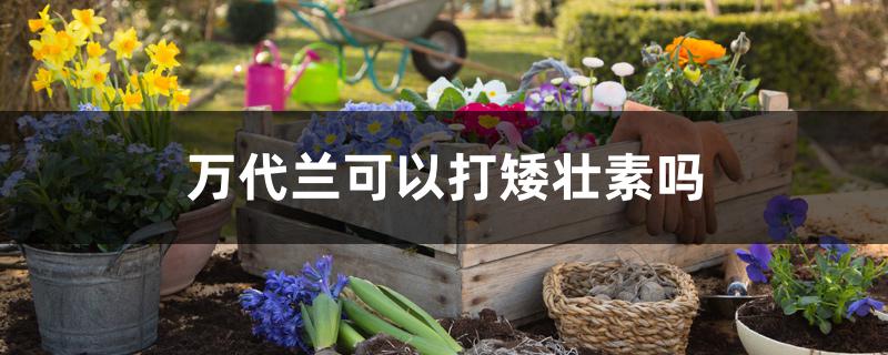 万代兰可以打矮壮素吗 万代兰可以打矮壮素吗