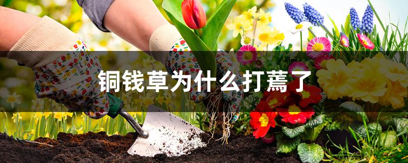 铜钱草为什么打蔫了 铜钱草为什么打蔫了