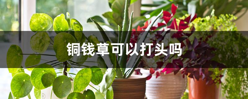 铜钱草可以打头吗 铜钱草可以打头吗