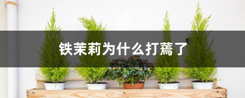 铁茉莉为什么打蔫了 铁茉莉为什么打蔫了