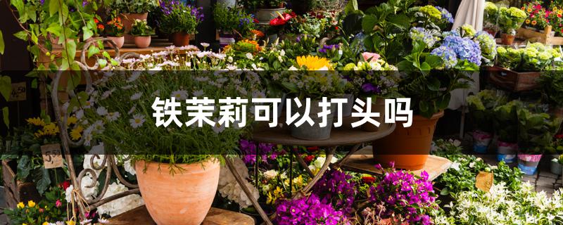 铁茉莉可以打头吗 铁茉莉可以打头吗
