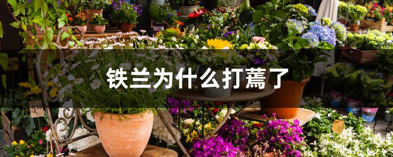 铁兰为什么打蔫了 铁兰为什么打蔫了