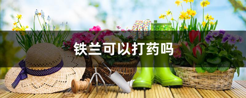 铁兰可以打药吗 铁兰可以打药吗
