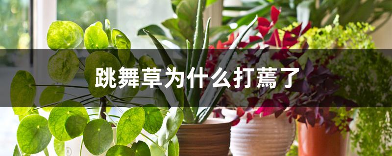 跳舞草为什么打蔫了 跳舞草为什么打蔫了