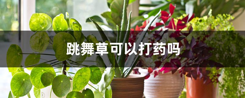 跳舞草可以打药吗 跳舞草可以打药吗