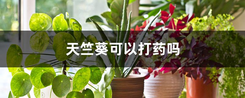 天竺葵可以打药吗 天竺葵可以打药吗