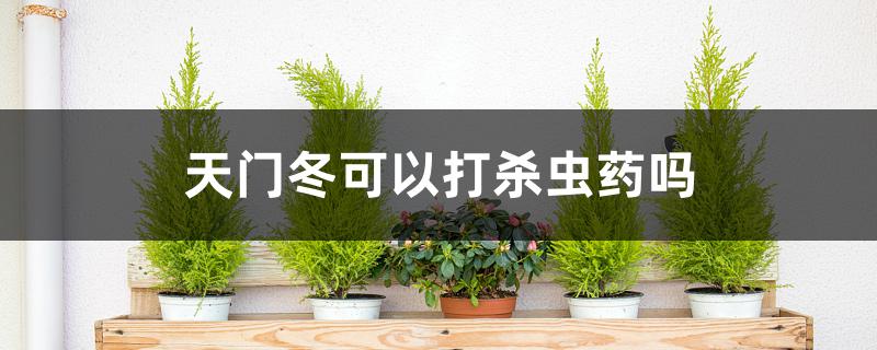 天门冬可以打杀虫药吗 天门冬可以打杀虫药吗