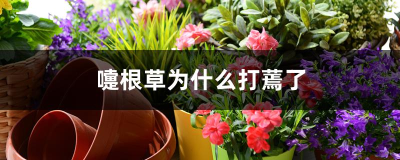 嚏根草为什么打蔫了 嚏根草为什么打蔫了