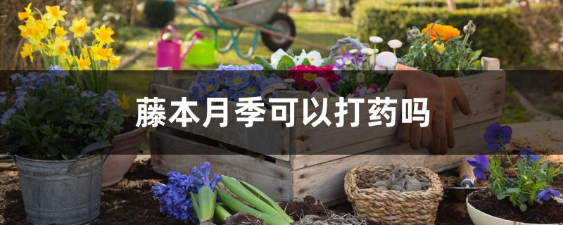 藤本月季可以打药吗 藤本月季可以打药吗