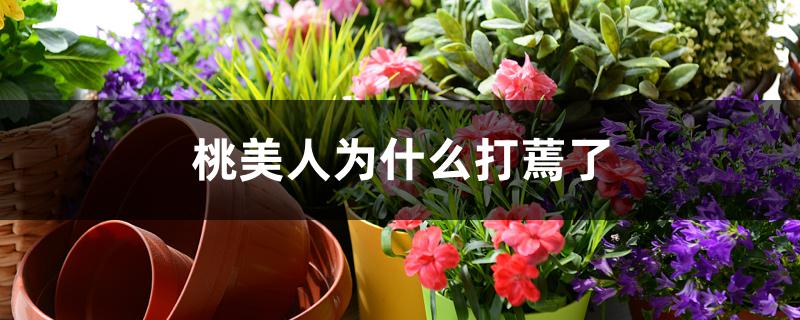 桃美人为什么打蔫了 桃美人为什么打蔫了