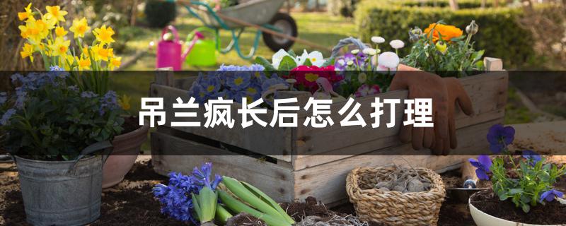 吊兰疯长后怎么打理 吊兰疯长后怎么打理