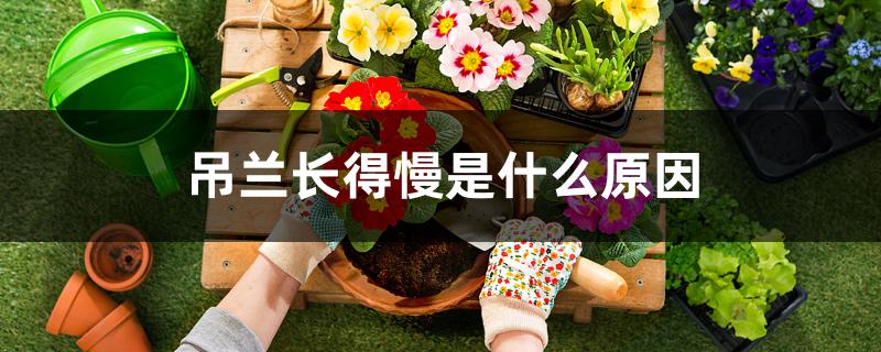 吊兰长得慢是什么原因 吊兰长得慢是什么原因