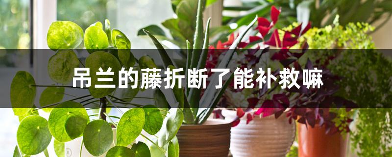 吊兰的藤折断了能补救吗 吊兰的藤折断了能补救吗