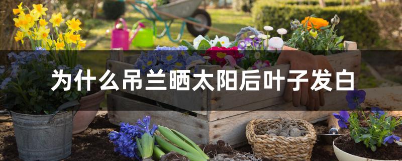 为什么吊兰晒太阳后叶子发白 为什么吊兰晒太阳后叶子发白