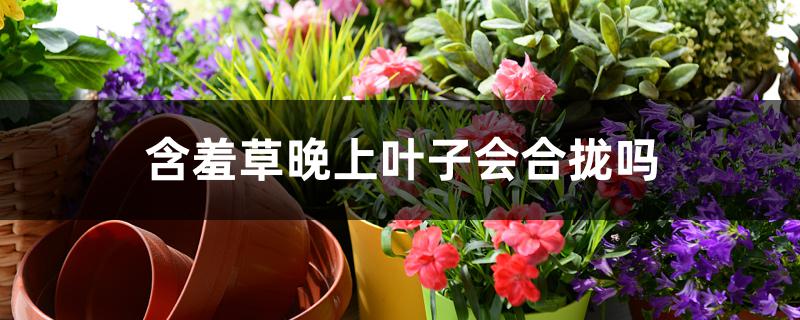 含羞草晚上叶子会合拢吗 含羞草晚上叶子会合拢吗