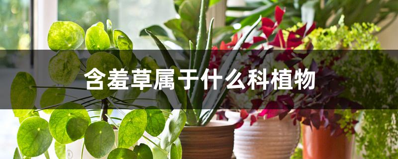 含羞草属于什么科植物 含羞草属于什么科植物