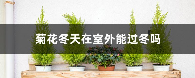 菊花冬天在室外能过冬吗 菊花冬天在室外能过冬吗