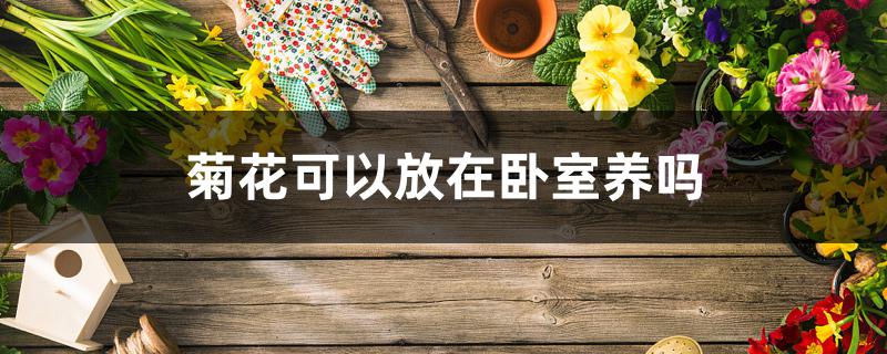 菊花可以放在卧室养吗 菊花可以放在卧室养吗