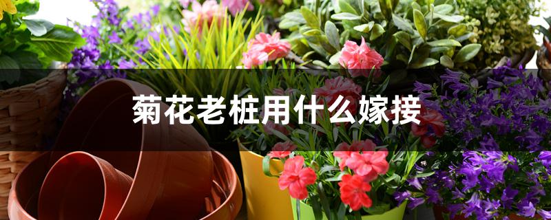 菊花老桩用什么嫁接 菊花老桩用什么嫁接