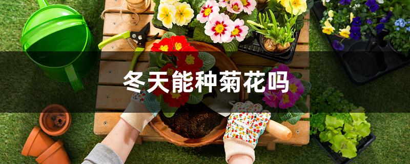 冬天能种菊花吗 冬天能种菊花吗