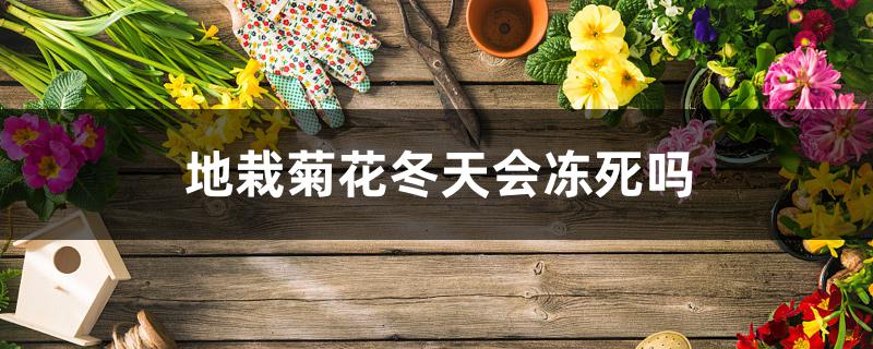 地栽菊花冬天会冻死吗 地栽菊花冬天会冻死吗