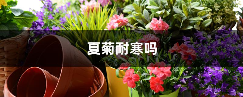 夏菊耐寒吗 夏菊耐寒吗